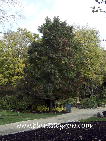 Sweet Gum (Liquidambar styraciflua)